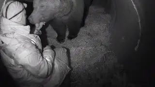 В гостях у медведя в берлоге😮👀/Bear Mansur