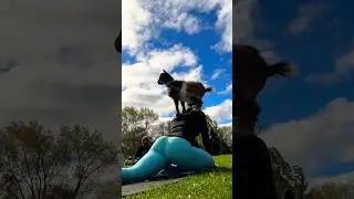 🐐🧘🏼‍♀️ #goat #yoga #shorts