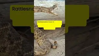Rattlesnake Secrets 🐍 Nature’s Built-in Warning System #nature #snake #wildlife #shortvideo