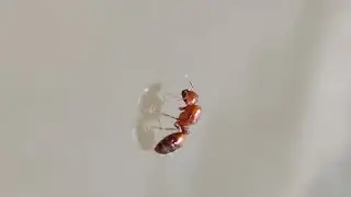 Ant walking on water