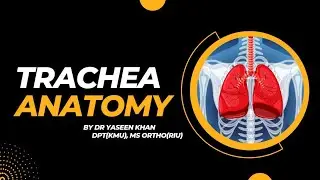 Trachea Anatomy lecture | Trachea Anatomy made easy