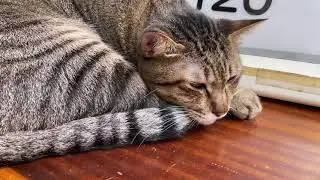 KOKOMI 初めての烏來 / ウーライ/ Wulai ♨️