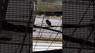 Choè than bổi 3 mùa mới chịu nổi, mới chịu hót