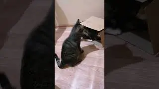 Битва за коробочку
