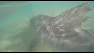 Tiger Shark in Kihei, Maui with GoPro