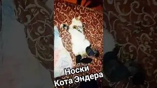 Котик Эндер Спит в Носках 🦶🦶