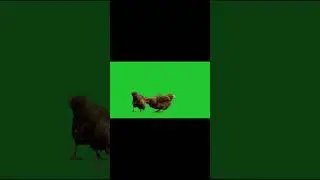 Green Screen Chicken | No Copyright | Chicken Green Screen Video