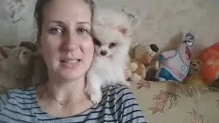 ШПИЦ- ЛИЗУН