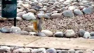 Squirrel Running with a Peanut
