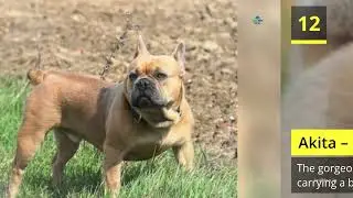 Top 20 Most Expensive Dog Breeds in 2022 | Real Info