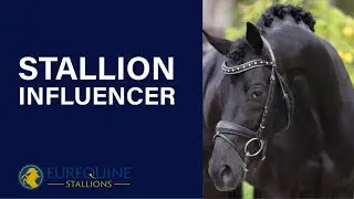 Stallion: Influencer EDI
