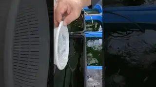 メダカ水槽216 メダカのサイズアップを目指して容器を分けました　#shorts #メダカ #aquarium #fish