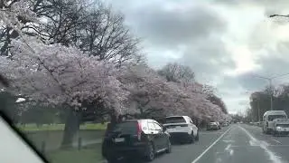 Cherry blossom in Christchurch, New Zealand