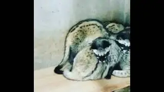 приколы