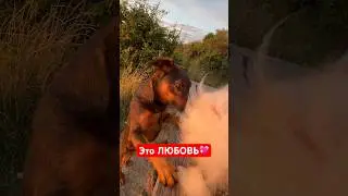 Это любовь! #любовь