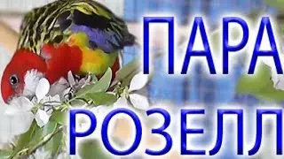 Все таки я ВЫБРАЛА розеллу. и ТЕПЕРЬ У НАС ПАРА РОЗЕЛЛ