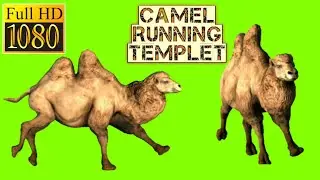 camel running template green screen video /chased by a camel /  green screen videos /camel fighting