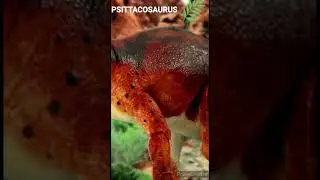 Psittacosaure - Un jour, Un dino