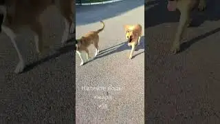 Воды нашим младшим в "шубах". Впереди продолжительная жара🌞🔥