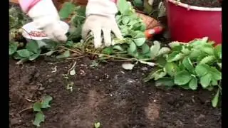 Клубника, земляника. Осенние работы