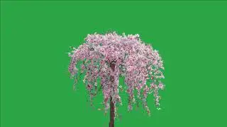Tree green screen video, Green screen tree, tree green screen effect kinemaster, P-64