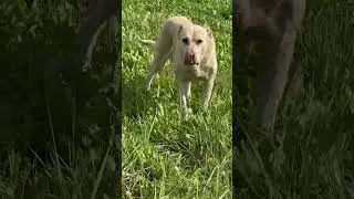 #лошадка