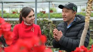 Бугенвиллия парваришлаш сирлари..