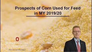 Prospects of Corn Used for Feed in MY 2019/20