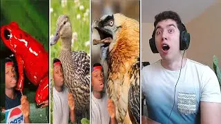 Hood Nature What You, a Mouse and A Hyena All Have in Common REACTION