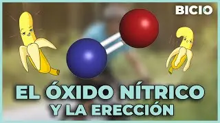 ERECTION and NITRIC OXIDE, everything you need to know