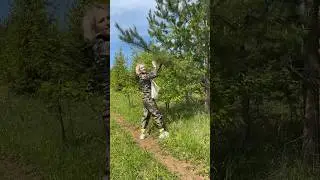 Сосновые шишки. Польза 🔥 #шишка #лес #польза #сосна