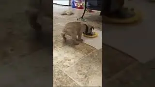 O lha o cachorro  kkkkk ok assista até  o final