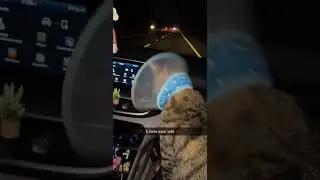 Кот знает толк в музыке 😂