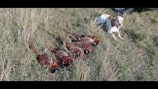 6 выход - на юг за фазаном
