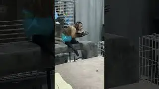 Игрушечная печенька