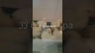 Бройлерам 7 дней повезём в деревню.🐤🐤🐤🐤🐤