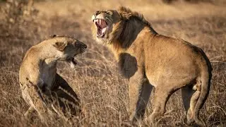 Planet of Wild Animals | Animals With Sounds | EcoEden