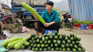 Harvest squash, go to market, living with nature, forest life