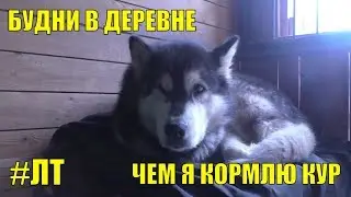 [VLOG_ЛТ#182]: осень, будни в деревне, чем я кормлю кур