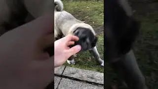 Kangal Kıtmir agresif
