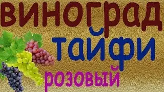Виноград Тайфи розовый ˙·٠•●♥ Ƹ̵̡Ӝ̵̨̄Ʒ ♥●•٠·˙