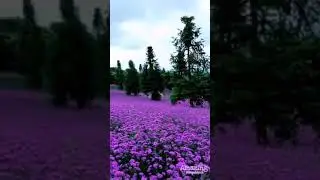 Beautiful flowers