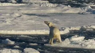 POLAR BEAR IN PACK ICE