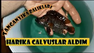 Calvus, Frontosa ve Yunus Aldım. Bütün Balıklarımı Verdim.Yeni Tür Akvaryum Sistemine Geçiş...