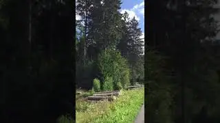 Прогулка по лесу.