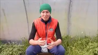 Заготовки для зеленых коктейлей. Бая Че Доктор Натуропатии