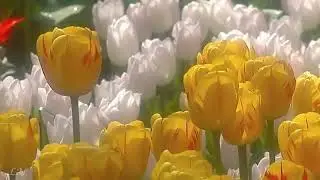 Поль Мориа Весна