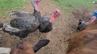 Turkeys stealing Calf feed