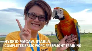 WOPC Admin Cum Trainer’s Hybrid Macaw Completes Basic Freeflight Training