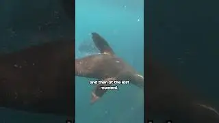 Snorkeling with seals in Cape Town!